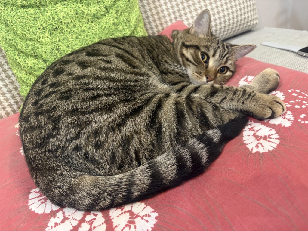 キジトラ　バブル君　猫