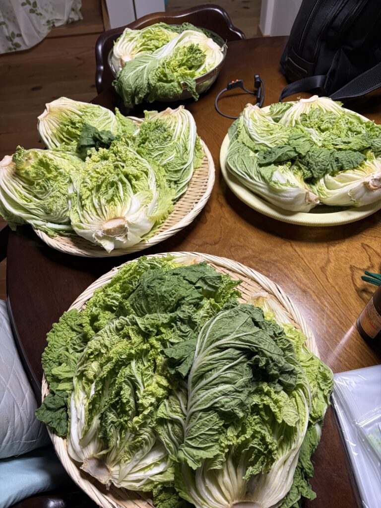 白菜、漬物
