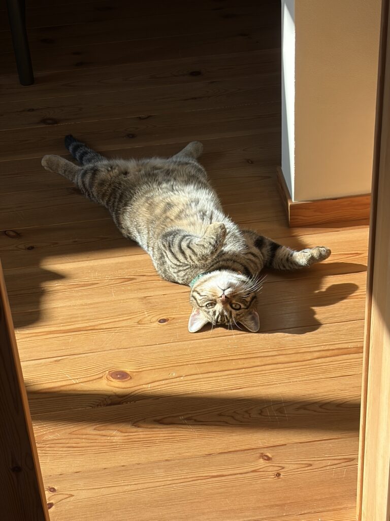 キジトラバブル　日向ぼっこ
