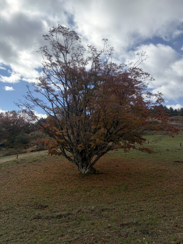 大峰高原七色大かえで