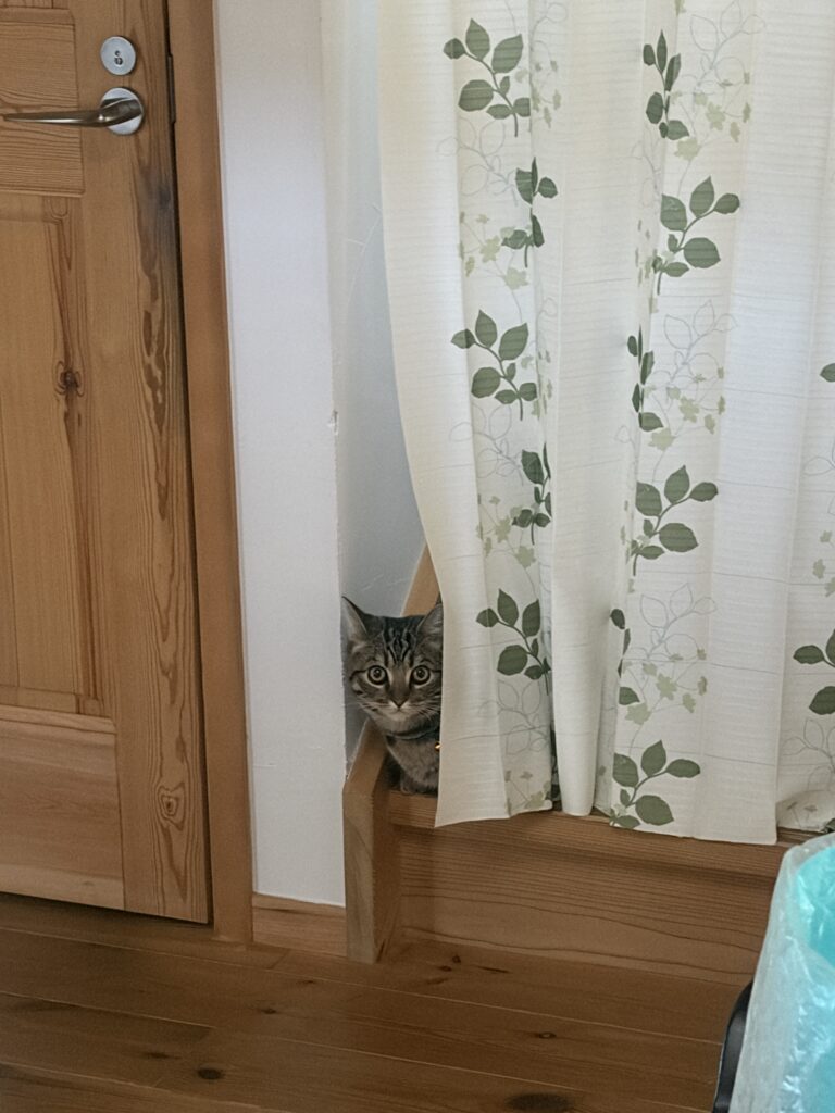 スコティッシュフォールド