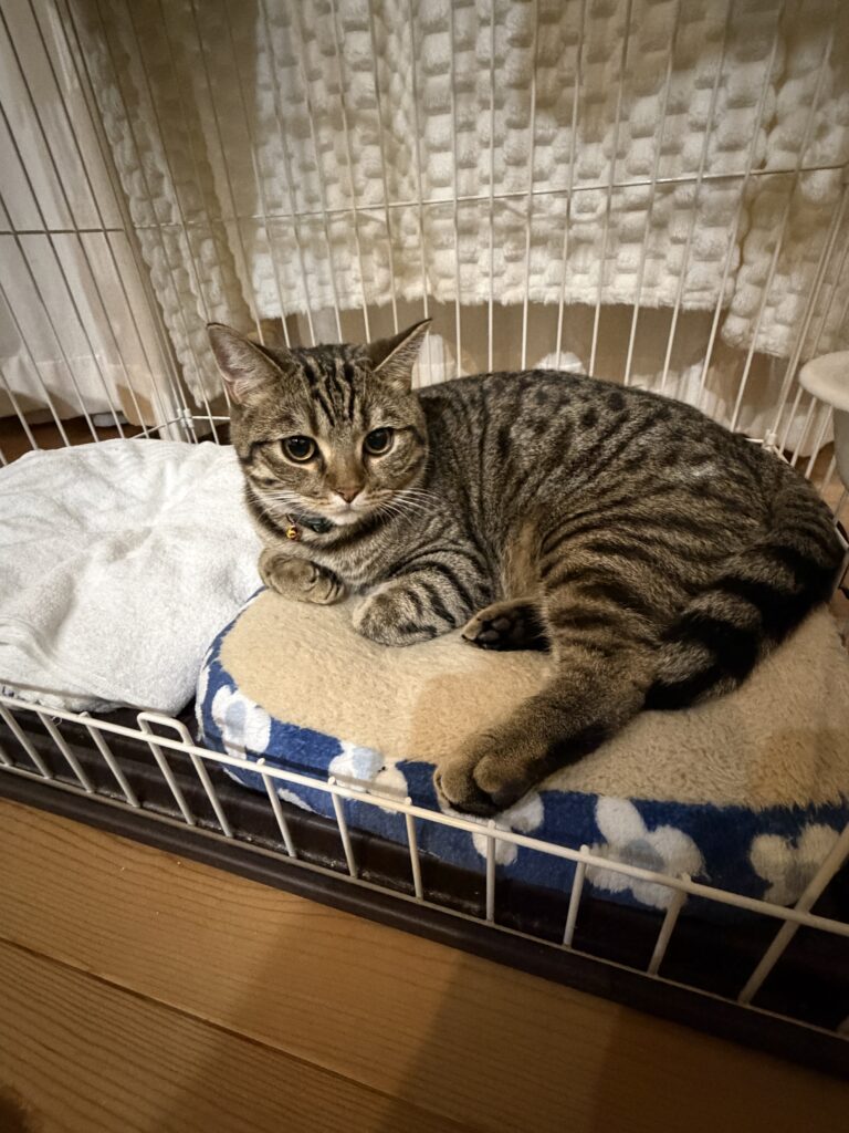 キジトラ バブル君