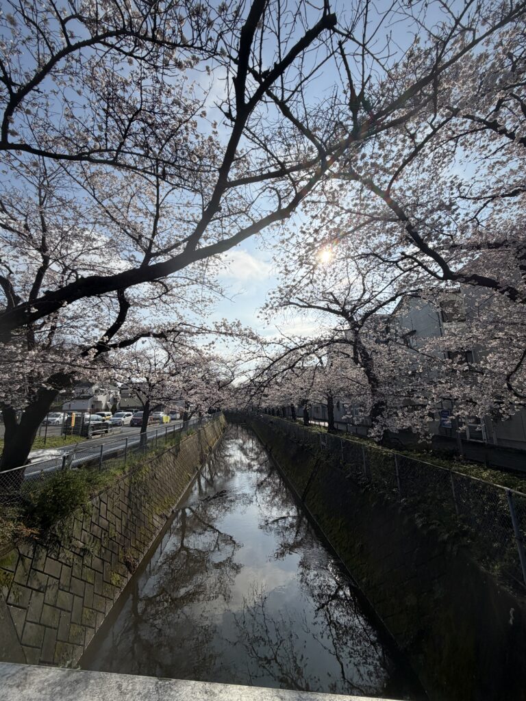 見沼用水沿いの桜並木