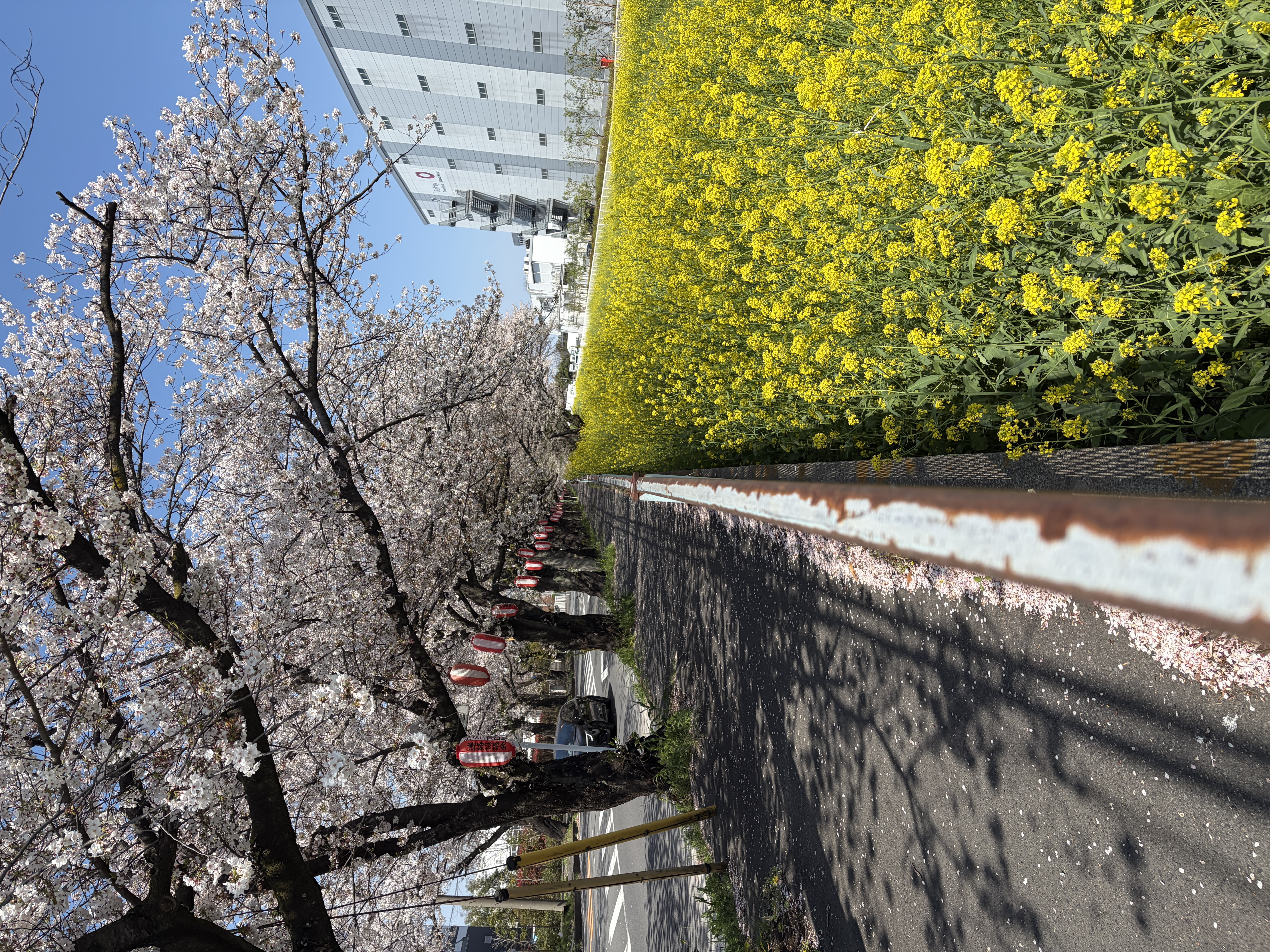 桜のクローズアップ　菜の花