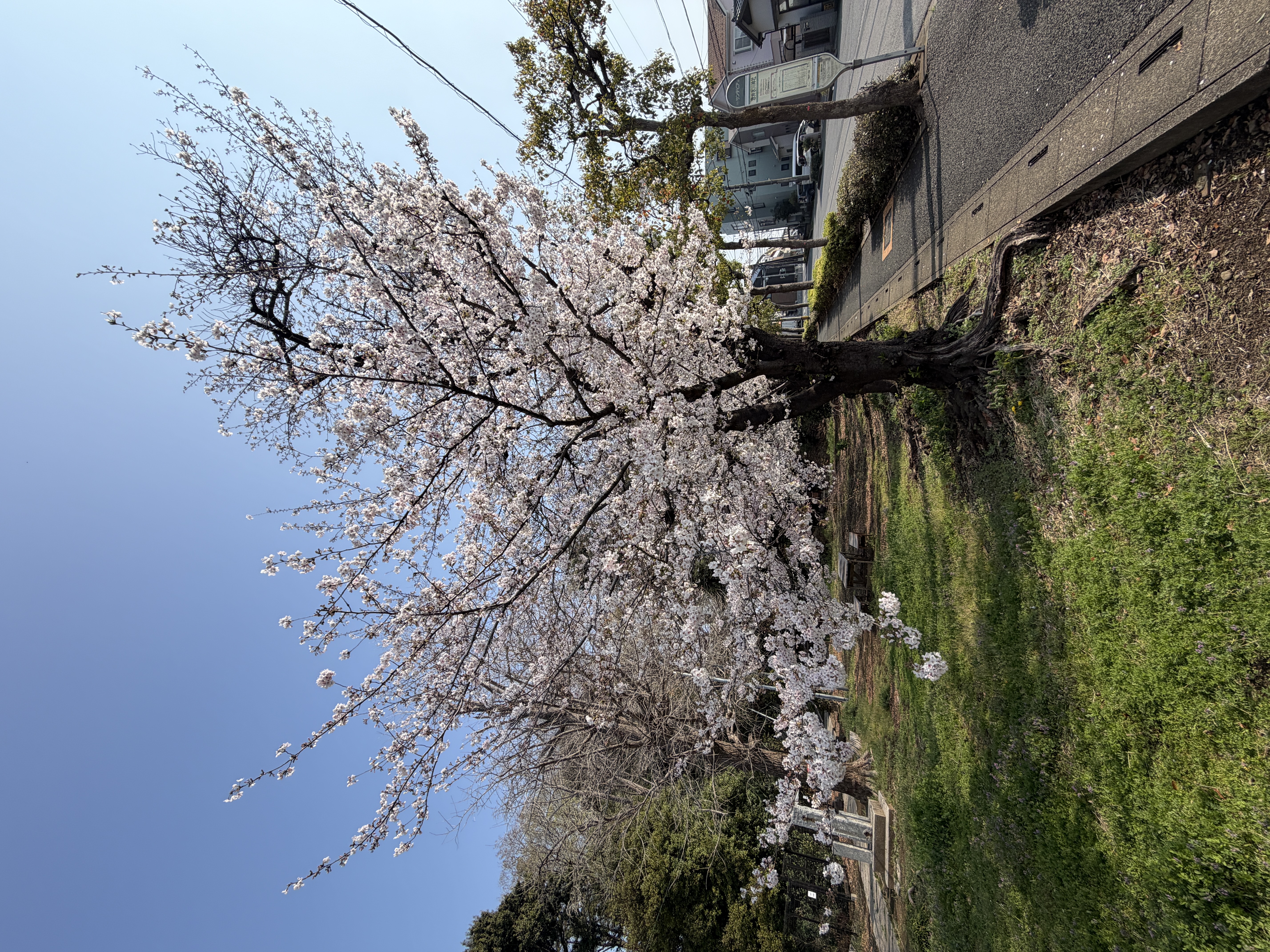 桜の木と菜の花