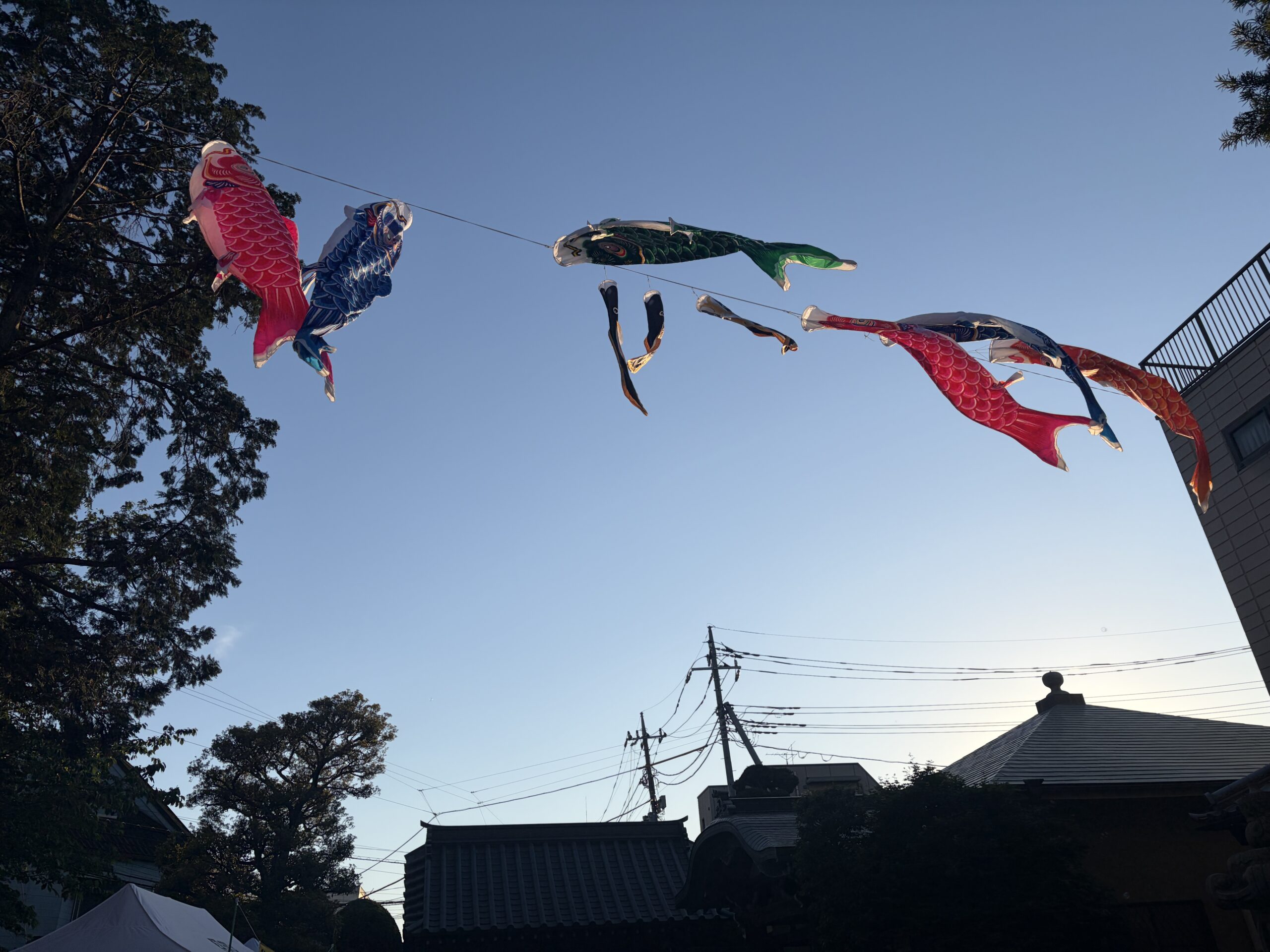 鯉のぼり