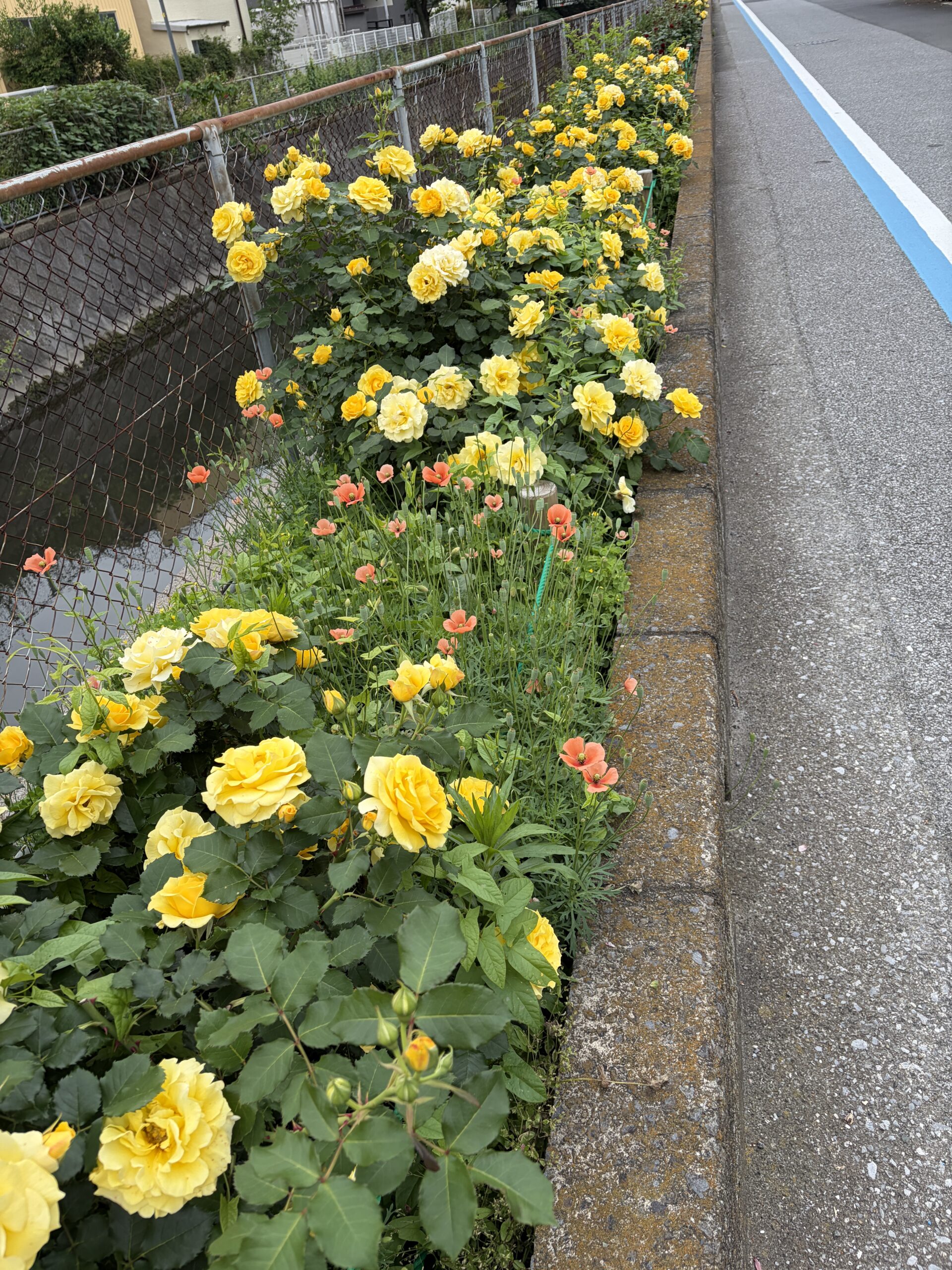 ウォーキング道中の黄バラ
